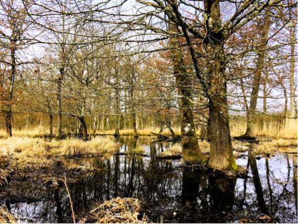 Forêt 1 moustiques