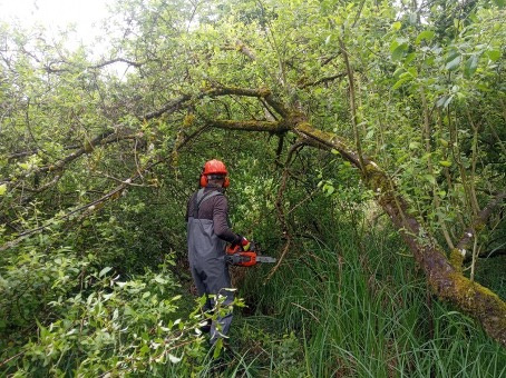 Forêt 2 lutte moustique 