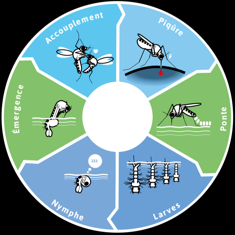 Cycle moustiques larves