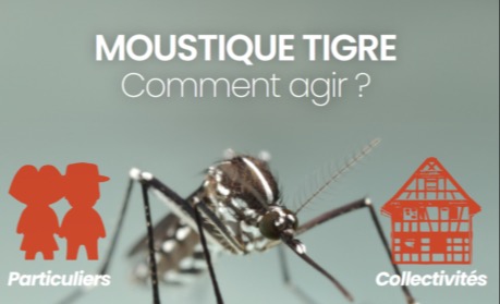 Moutique Tigre. Comment agir ?