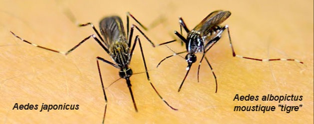 Aedes japonicus