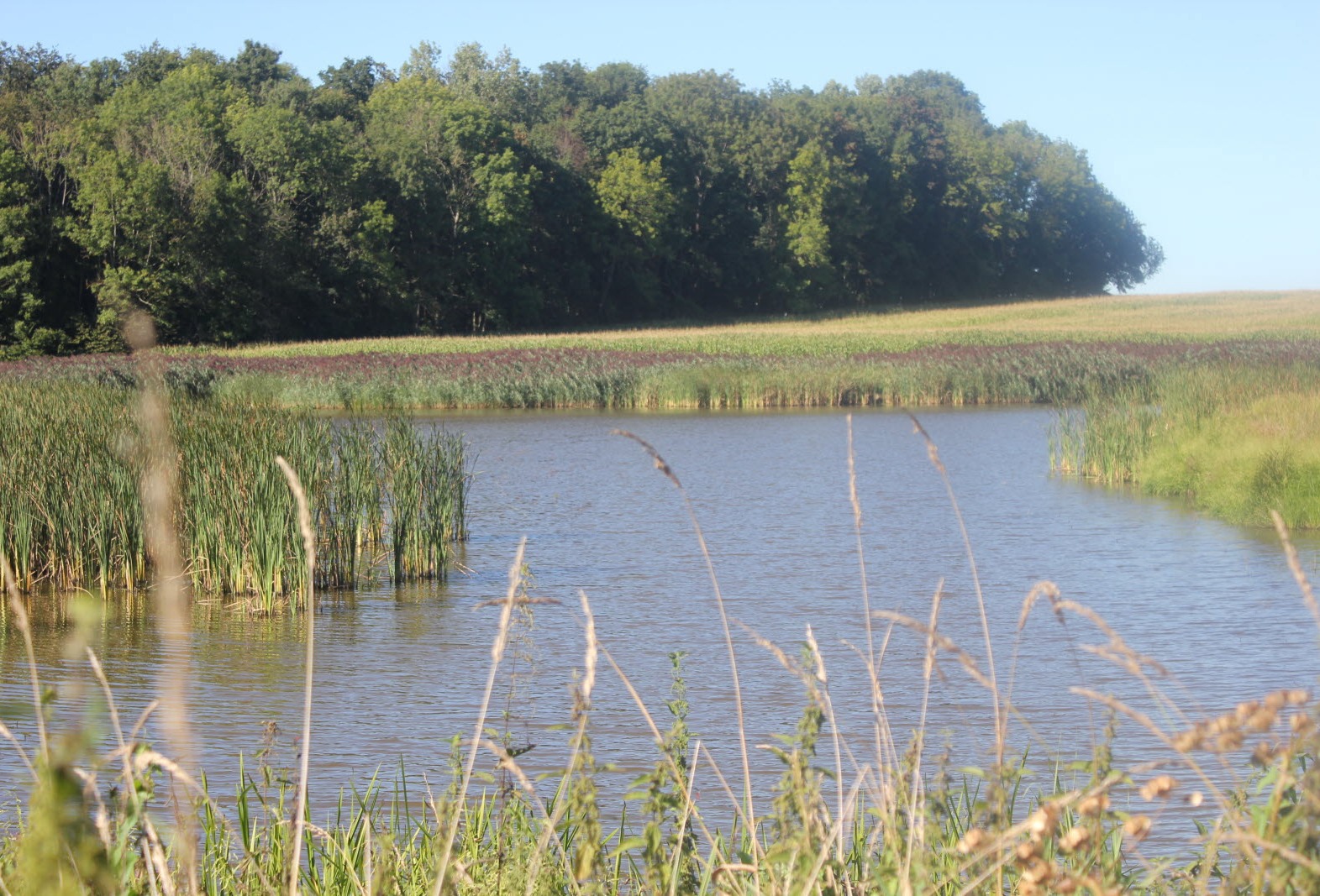 ETANGS DE NEURAC