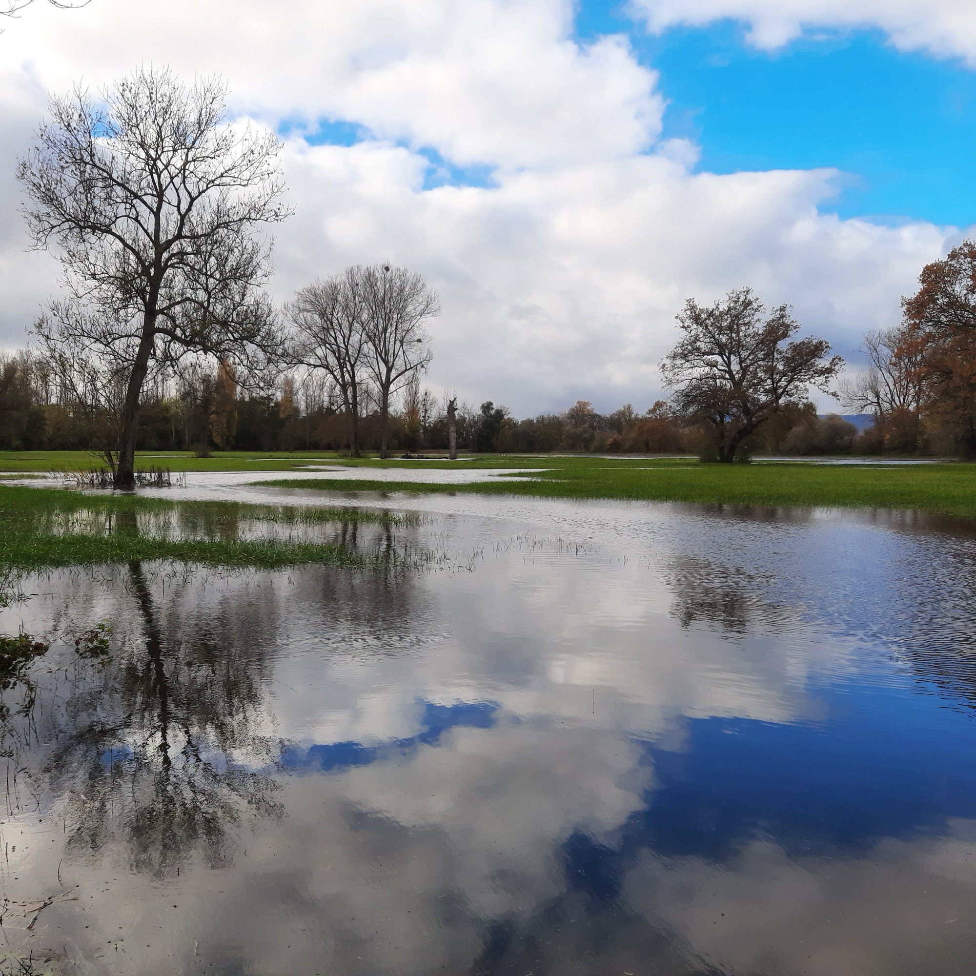 RHIN RIED BRUCH