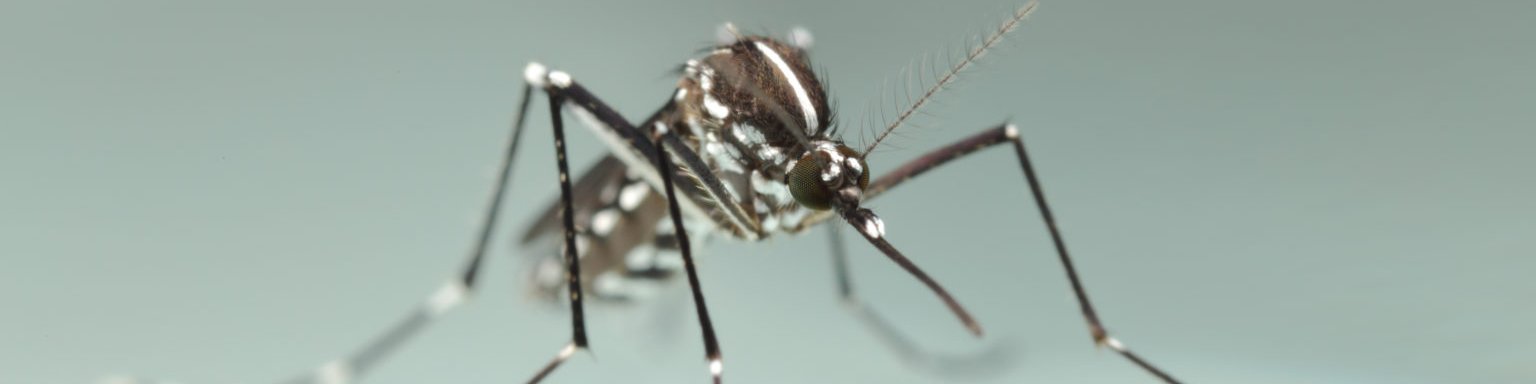 Aedes albopictus, le moustique “tigre”